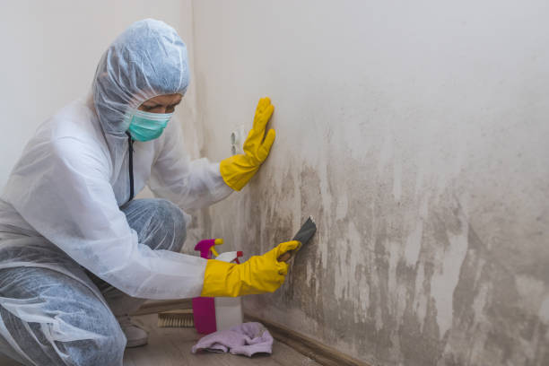 Best Health and Safety Mold Remediation in West Point, MS