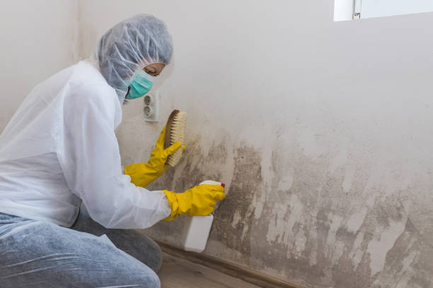 Professional Mold Remediation in West Point, MS